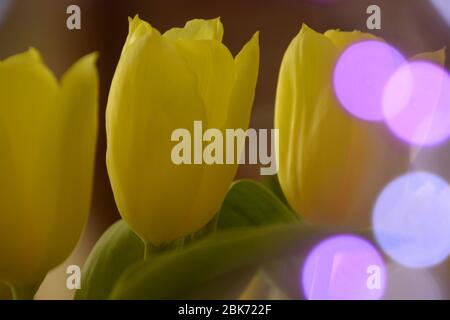 i germogli gialli del tulipano si avvicinano con riflessi di bokeh di colore viola-morbido Foto Stock
