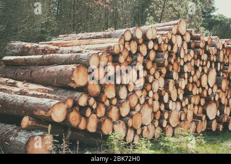 Tronchi di legno con sfondo di foresta Foto Stock