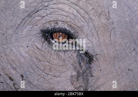 Elefante indiano primo piano di occhio Basndavgarh India Foto Stock