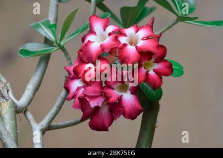 Adenium obesum, Desert Rose, Impala Lily, Mock Azalea, in crescita in India clima temperato. Bel mazzo di fiori di Adenium bonsai foglie e steli Foto Stock