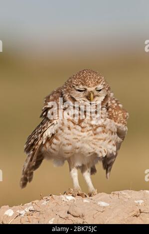 Burrowing Owl Athene cunicularia Salton Sea California USA Aprile Foto Stock