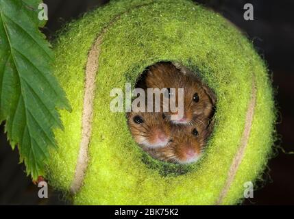 Mietitura topi Micromys minutus in palla da tennis Norfolk estate Foto Stock