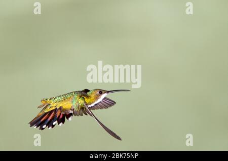 Mango Brefatto Hummingbird femmina Anthracocorax pretostii Costa Rica aprile Foto Stock