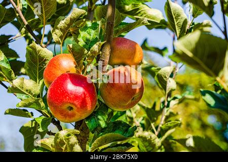 Primo piano di un mazzo di mele rosse bio-biologiche che crescono sui rami di un albero di mele in un frutteto Foto Stock
