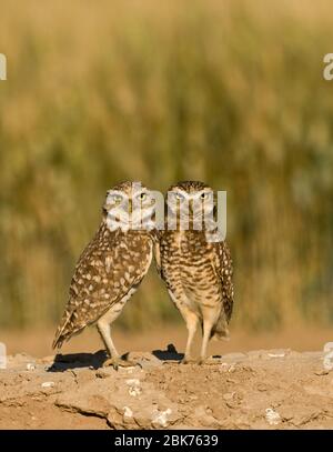 Burrowing Owls Athene cunicularia Salton Sea California USA Aprile Foto Stock