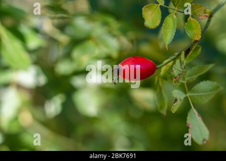 Un frutto rosso di roseip, nomi scientifici: rosa acicularis lindl., rosa canina L., rosa cinnamomea L., rosa rugosa thunb Foto Stock