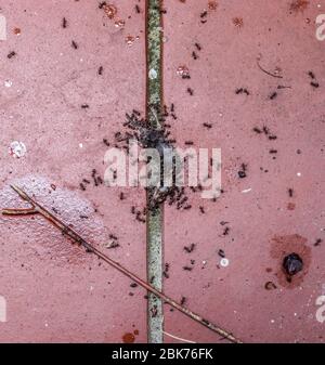 Molte formiche su un terreno di pietra rossa pranzano da una lumaca Foto Stock