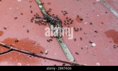 Molte formiche su un terreno di pietra rossa pranzano da una lumaca Foto Stock