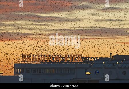 Starlings Sturnus vulgarus arrivo al molo del Palazzo di Brighton per il gallo Sussex gennaio Foto Stock