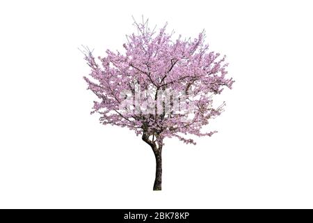 Fiore rosa, fiori di ciliegio albero isolato su sfondo bianco. Foto Stock