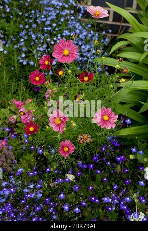 fiori colorati in un bordo con margherite rosa e blu dimenticare-me-nodi Foto Stock