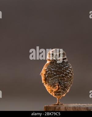 Burrowing Owl Athene cunicularia Salton Sea California USA Aprile Foto Stock