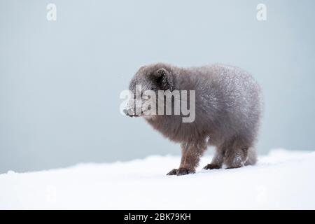 Volpe artiche (lagopus di Vulpes) che cammina attraverso la neve Foto Stock