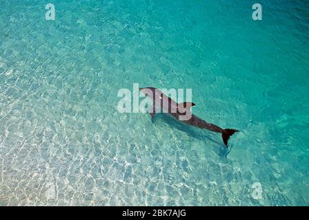 Tursiope Dolphin, Tursiops truncatus Caraibi Foto Stock