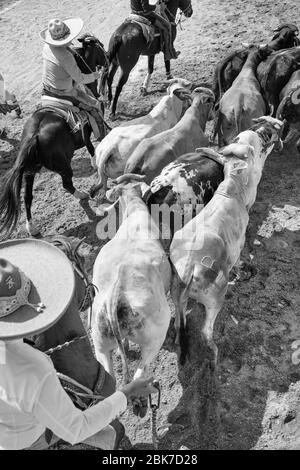 Cowboy messicani che gestiscono i tori per prepararli per un evento di "charreria". Charrerias sono l'equivalente messicano dei rodei. Per tre giorni il partico Foto Stock