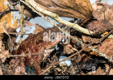 Immagine macro, comune rospo, bufo bufo, mimetata tra foglie morte e ramoscelli che giacciono a terra. Foto Stock