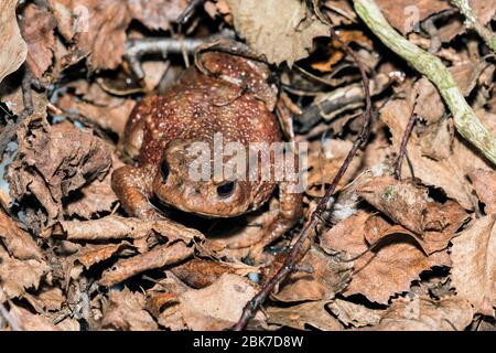 Immagine macro, comune rospo, bufo bufo, mimetata tra foglie morte e ramoscelli che giacciono a terra. Foto Stock