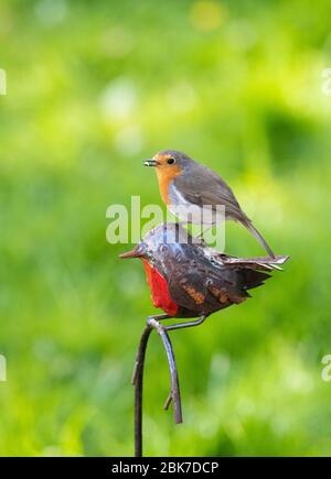 Robin arroccato su un ornamento di giardino di metallo robin. Foto Stock