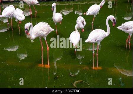 19.03.2019, Singapore, Repubblica di Singapore, Asia - Flamingos si guazzò attraverso una piscina d'acqua al Jurong Bird Park. Foto Stock
