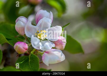 Fiore di mele, primo piano, su un albero di mele. Foto Stock