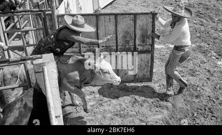 Cowboy messicano in sella a un toro durante uno degli eventi di una 'charreria'. Charrerias sono l'equivalente messicano dei rodei. Per tre giorni il partecipan Foto Stock