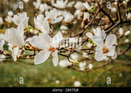 Albero Kobus Magnolia fiorito con fiori bianchi all'inizio della primavera Foto Stock
