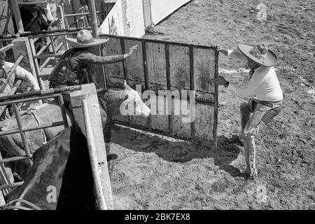 Cowboy messicano in sella a un toro durante uno degli eventi di una 'charreria'. Charrerias sono l'equivalente messicano dei rodei. Per tre giorni il partecipan Foto Stock