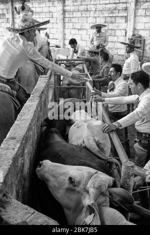 Cowboy messicani che preparano un toro per uno degli eventi durante una 'charreria'. Charrerias sono l'equivalente messicano dei rodei. Per tre giorni la parte Foto Stock