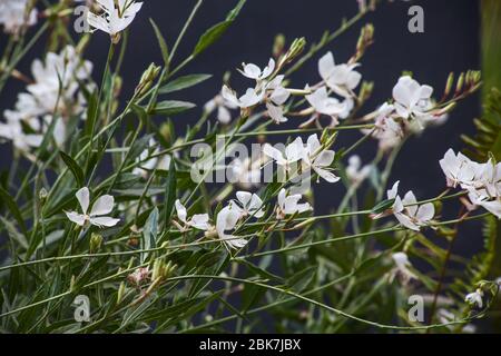 Il fiore di Lindheimer Gaura lindheimeri 10411 Foto Stock