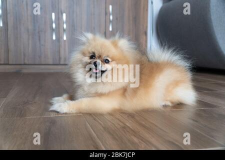 Pomeranian spitz cucciolo si trova sul pavimento. Sorridente cane pomerano. Piccolo cucciolo di Pomerania soffice. Foto Stock