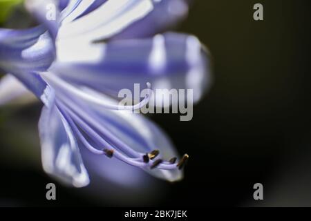 Fiore singolo di agapanthus praecox in macro 13090 Foto Stock