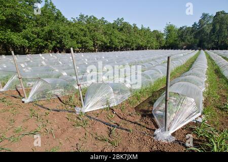 Mini serre, semi vegetali propaganti, luce del mattino. Foto Stock