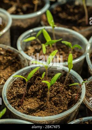 Piantine di dicotiledoni di pomodori piantano dal suolo in vetro di plastica Foto Stock