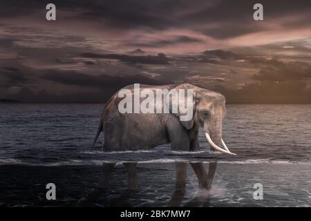 Elefante africano in acqua. Foto Stock