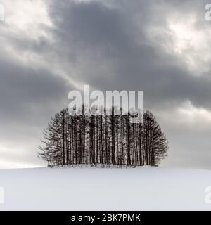 Alberi, Nubi e neve, Paesaggio Biei, Hokkaido, Giappone Foto Stock