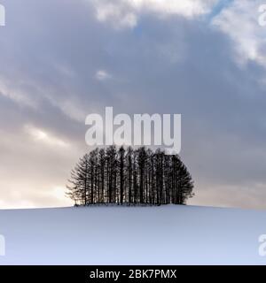 Alberi, Nubi e neve, Paesaggio Biei, Hokkaido, Giappone Foto Stock