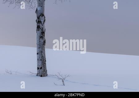 Alberi, Nubi e neve, Paesaggio Biei, Hokkaido, Giappone Foto Stock