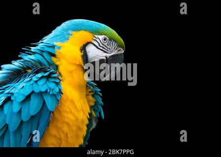 Macaw blu e giallo isolato su nero (Ara ararauna) Foto Stock