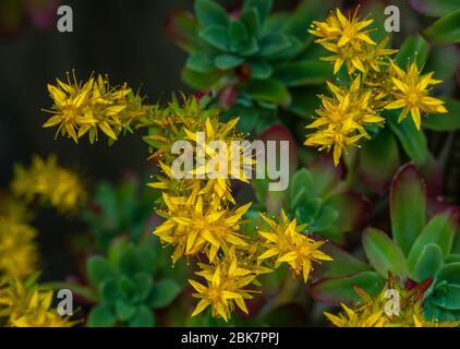 Fioritura del Sedum palmeri Foto Stock