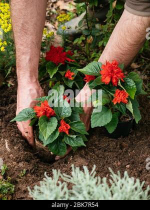 Giardiniere che pianta la salvia scarlatta (Salvia splendens) in un bordo. Foto Stock