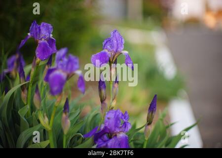 I fiori viola dell'iride crescono in un giardino primaverile sulla strada Foto Stock