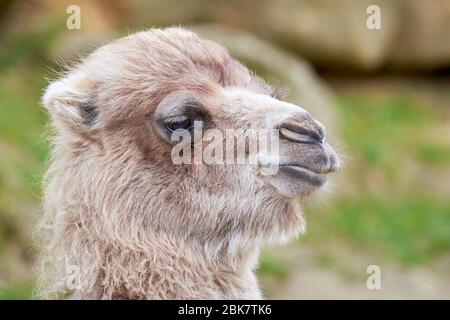 Ritratto della testa del cammello, foto di primo piano Foto Stock