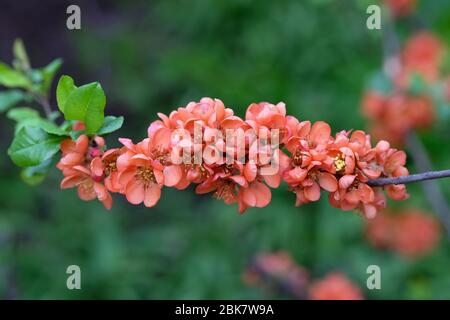 Ramcia con fiori rossi primo piano. Henomeles - giapponese quince fiorisce all'aperto in primavera per la decorazione del giardino. Henomeles rosso brillante fioritura fiori in Foto Stock