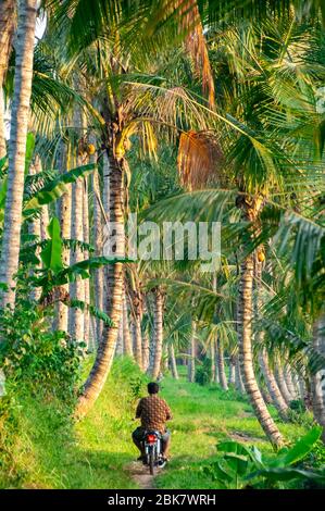 Uomo in moto attraverso piantagione di palme Bali Indonesia Foto Stock