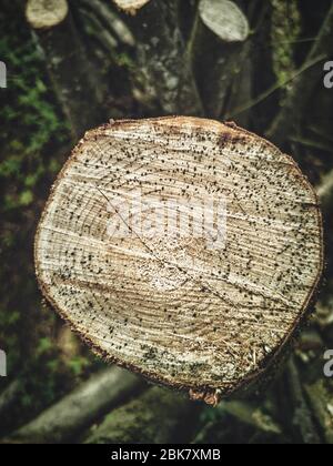 Spettacolare primo piano della sezione tronco di nocciolo tagliata ad alto contrasto con anelli isolati su fondo erboso con segni visibili di trail seghetto a catena Foto Stock