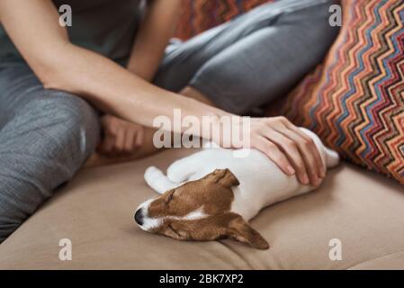 Donna cucire jack russel terrier cucciolo cane sul divano. Buoni rapporti e amicizia tra proprietario e animale domestico Foto Stock