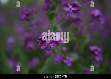 Bella fiore viola Lunaria annua, chiamato onestà o onestà annuale in inglese, è una specie di piante da fiore nativo dei Balcani e del sud noi Foto Stock