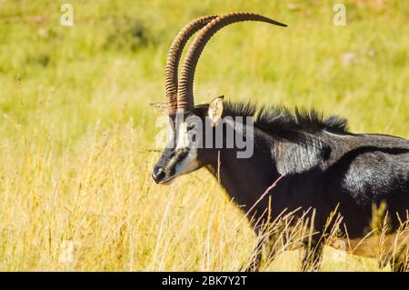 Closeup ritratto di un simpatico e maestoso Sable Antelope a Johannesburg naturereserve Sud Africa Foto Stock