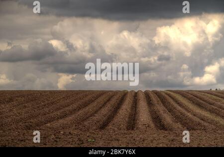 Modello di creste e solchi in un campo sabbioso umico in un terreno ondulato, preparato per la coltivazione di patate Foto Stock