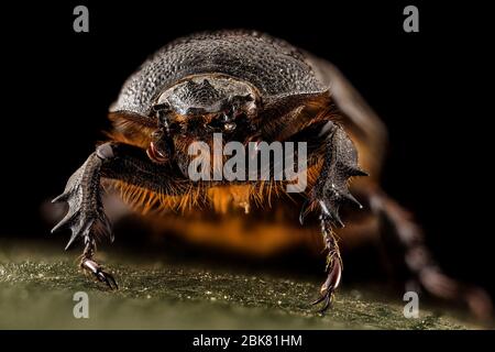 immagine macro estrema di insetto Foto Stock